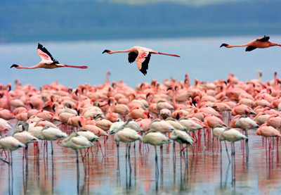 mexico_los-flamingos