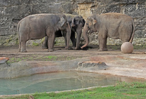 sa-zoo-elephants